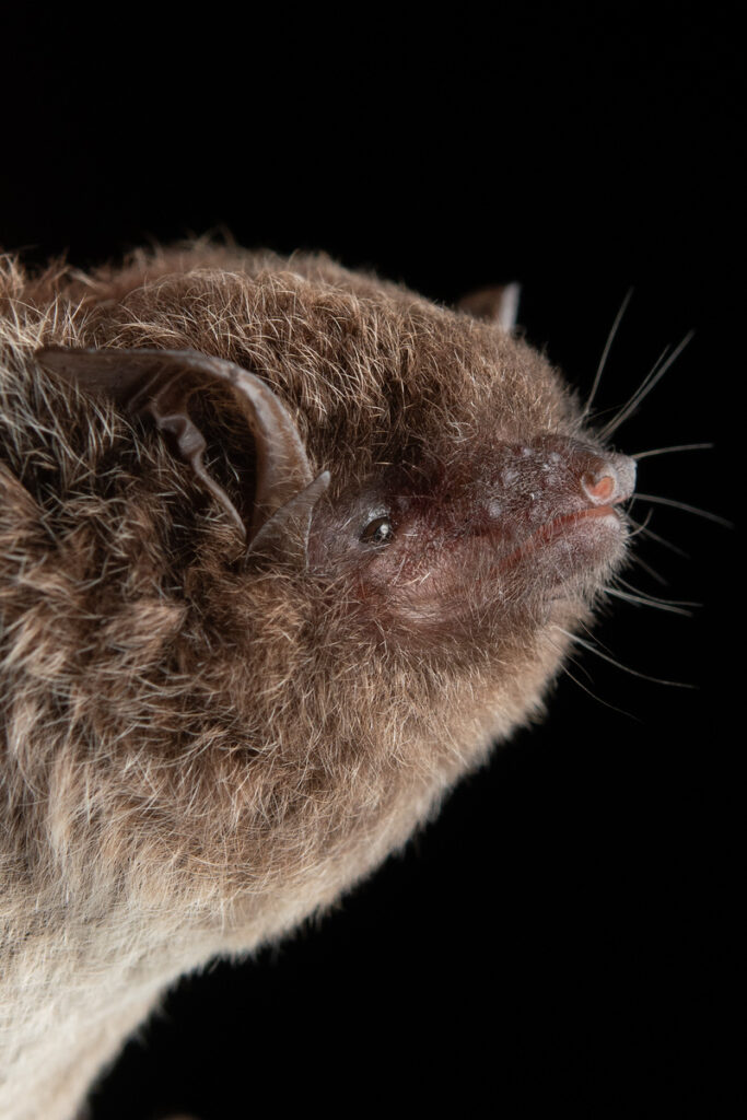 alt="Fotografía de murciélagos por José Gabriel Martínez-Fonseca"