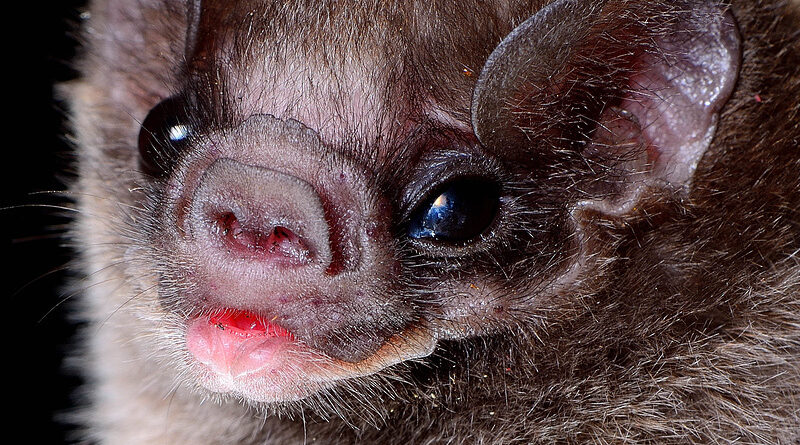 alt="Belleza de los murciélagos: retrato nocturno de murciélago"