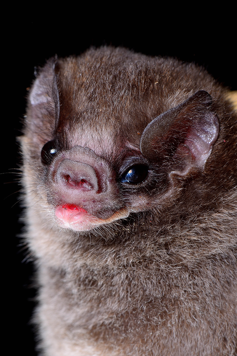 Belleza de los murciélagos: entre la belleza y el prejuicio