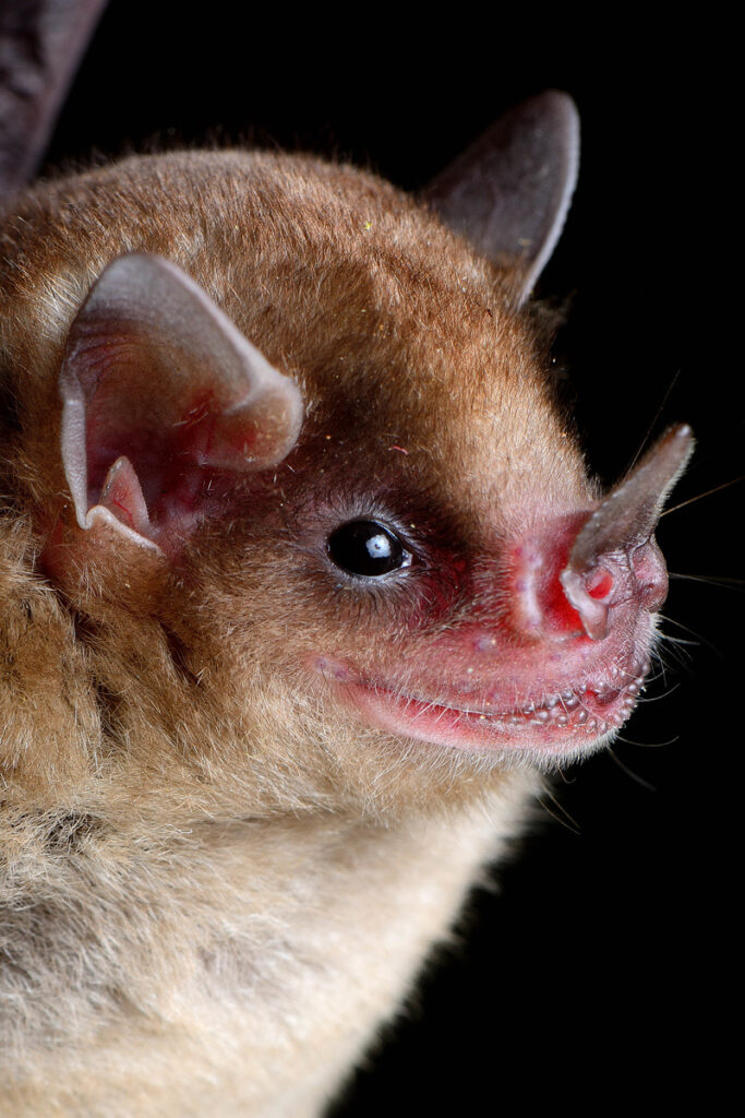 alt="Entre la belleza y el prejuicio: murciélagos bajo una nueva luz"